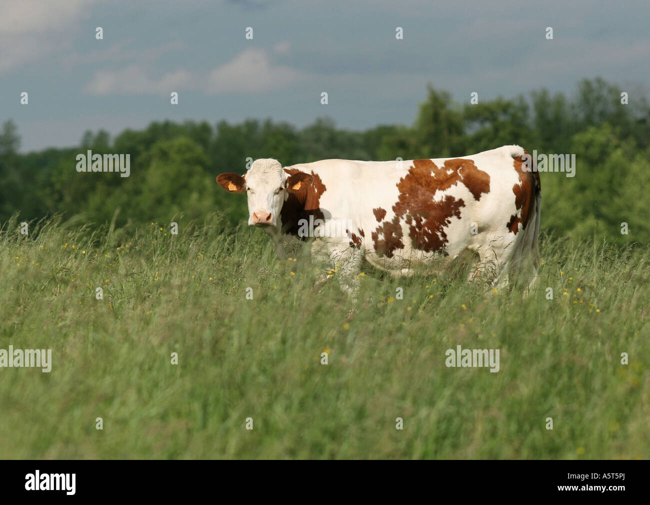 Vache montbéliarde en pâturage, pleine longueur Banque D'Images