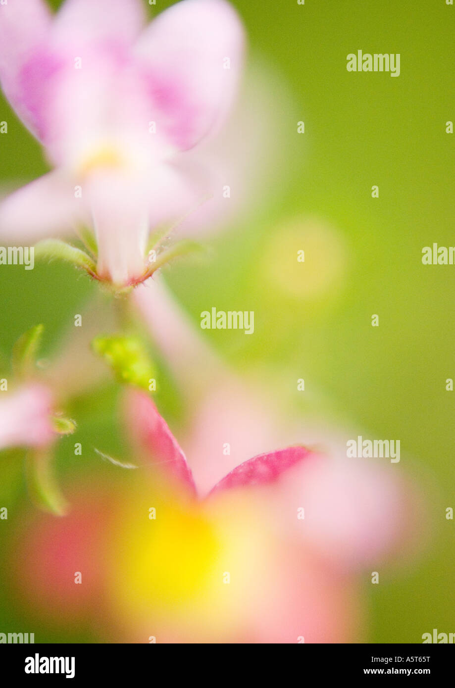 Les fleurs roses, defocused Banque D'Images