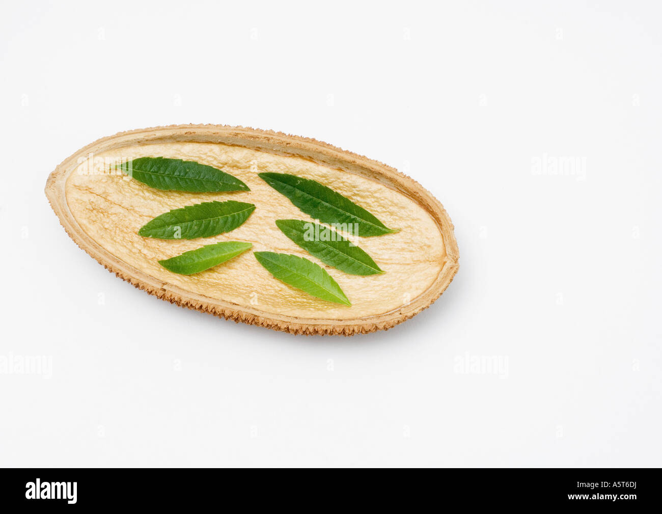 Les feuilles de verveine citronnelle séchée sur husk Banque D'Images