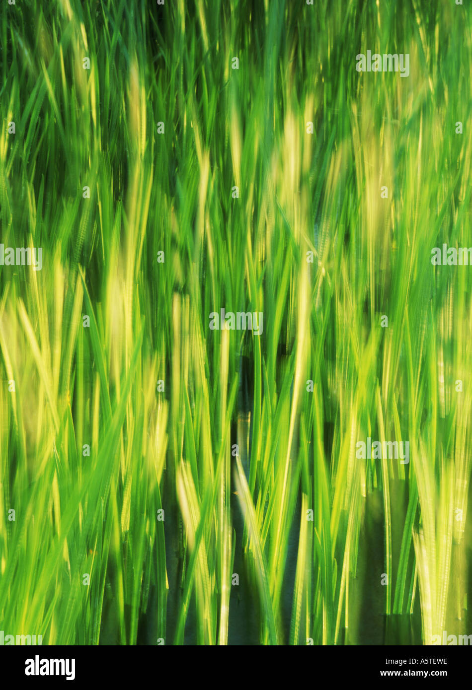 Longues tiges d'herbe verte dans le vent Banque D'Images