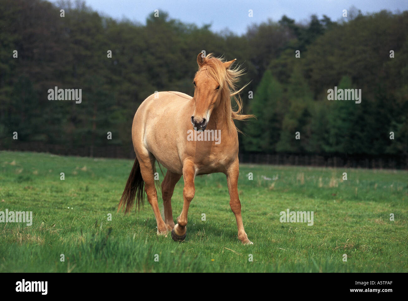 Horse (Norwegian mare et Arabian stallion) Banque D'Images