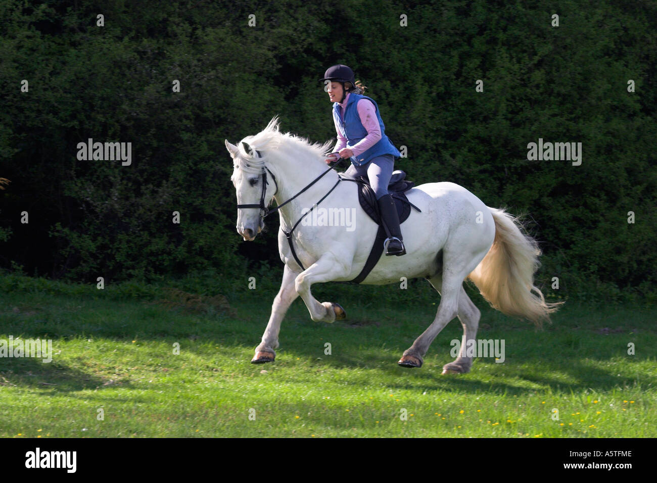 Le galop du Cheval Blanc Banque D'Images
