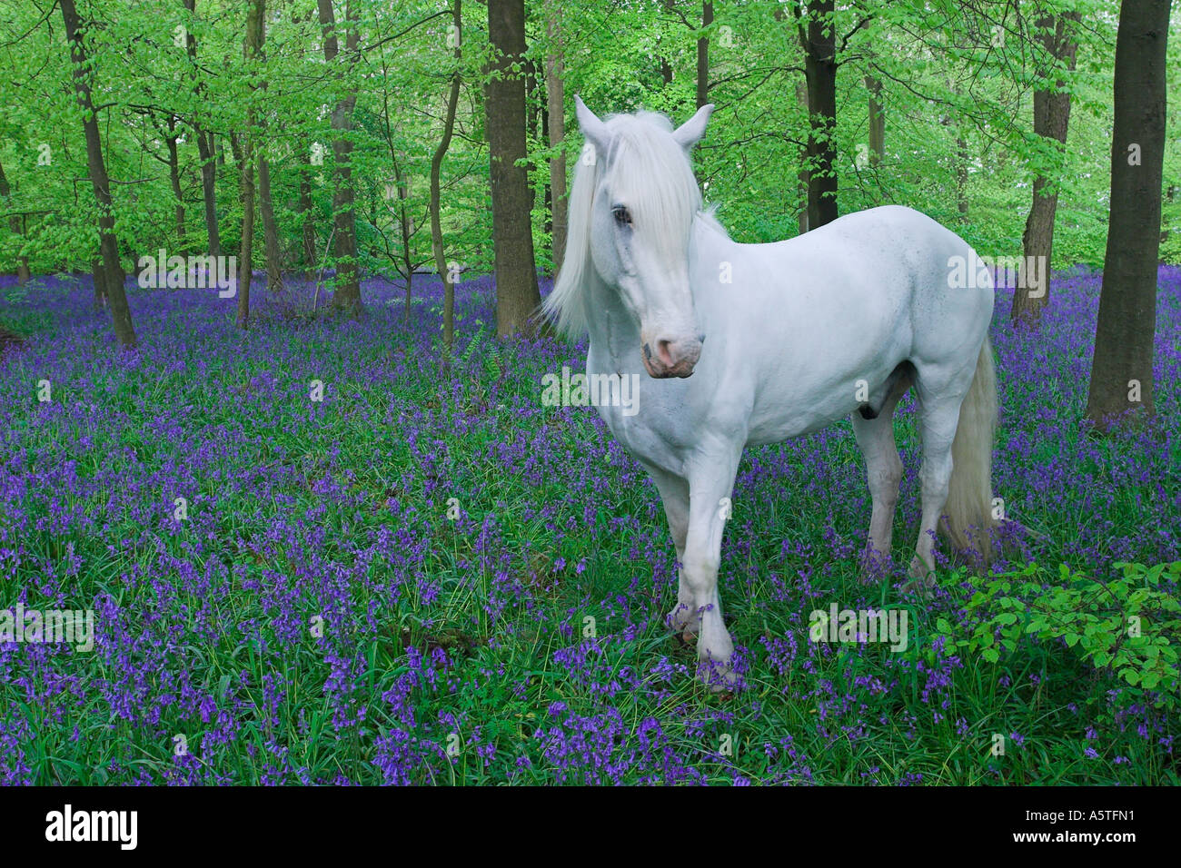 Cheval blanc dans Bluebells Banque D'Images