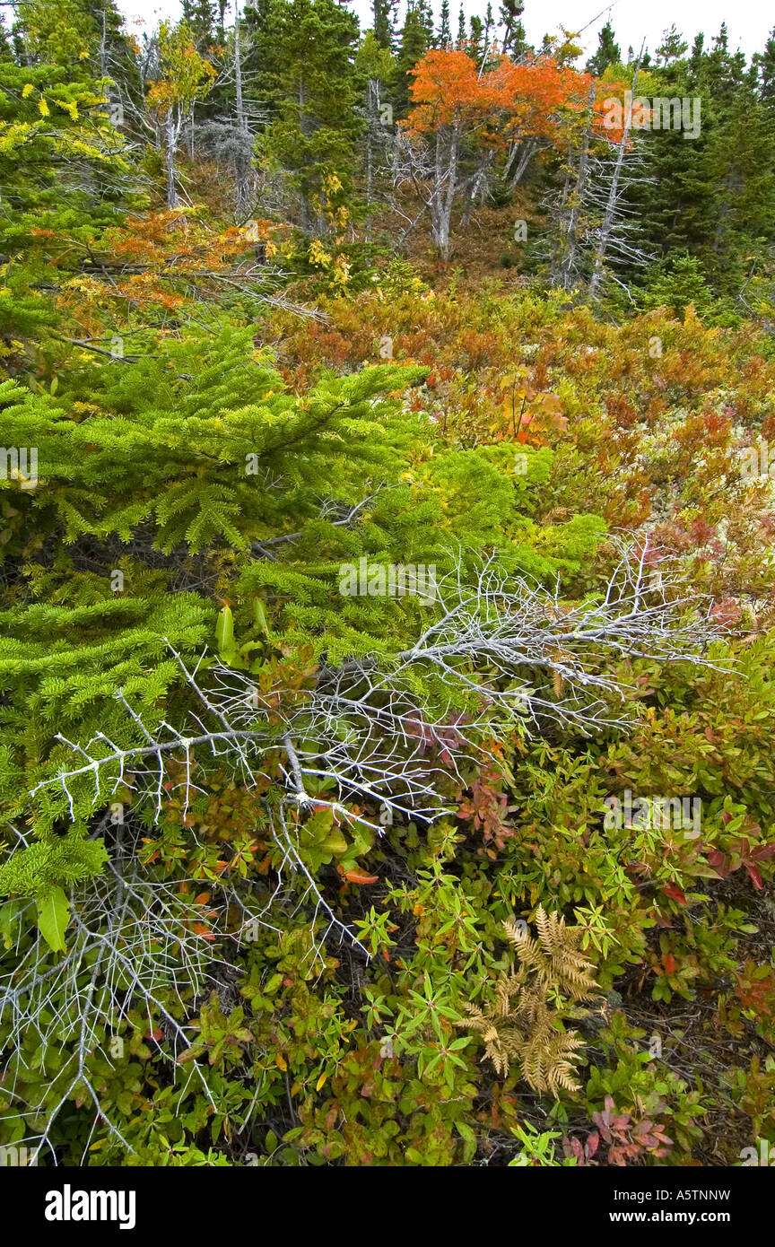 Sentier Mtn Broad Cove, Cape Breton Highlands NP Nova Scotia Canada Banque D'Images