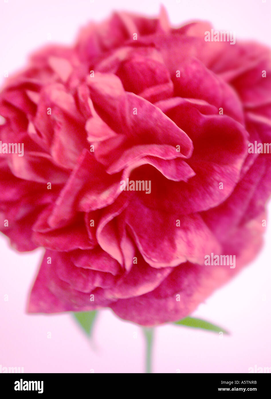 Portrait d'une Rose. Banque D'Images