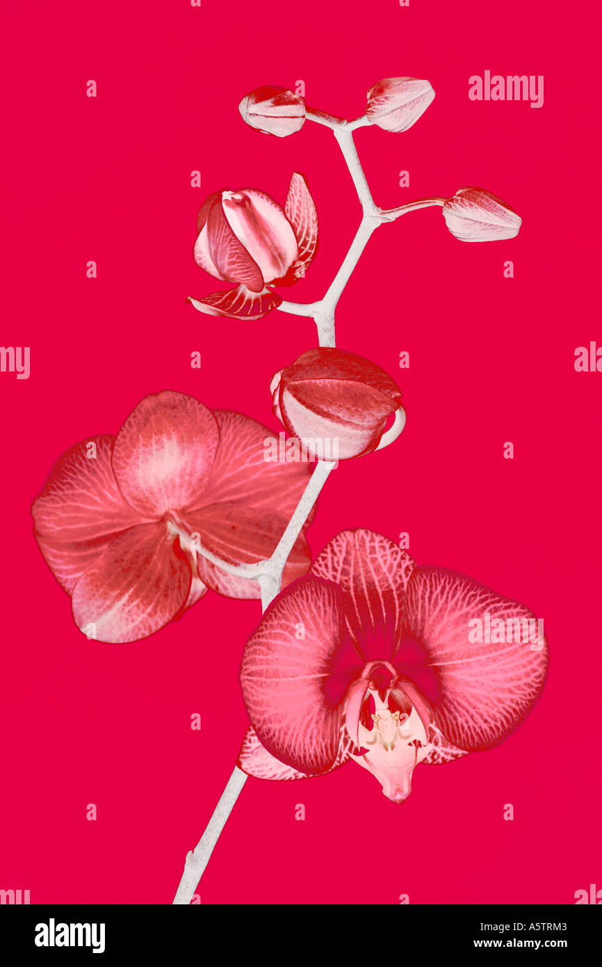 Un gros plan photo détaillée-illustration d'une orchidée fleur vibrante. Banque D'Images