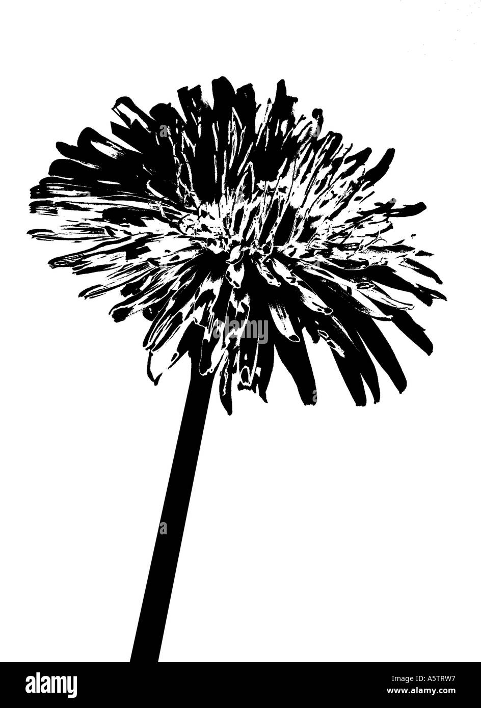 Nom commun : le pissenlit - Graphisme NOM LATIN : Taraxacum offiicinale Banque D'Images