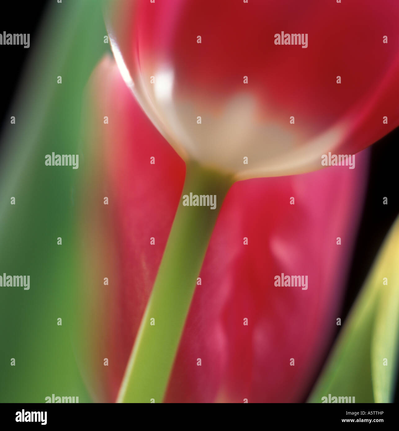 Fleurs roses tulipes au printemps Banque D'Images