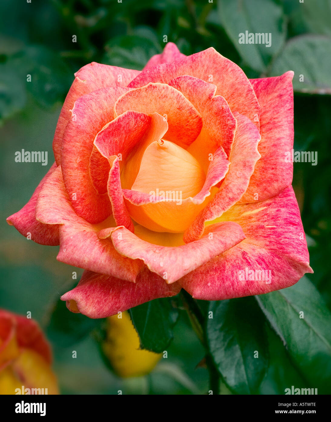 Varigated orange/jaune rose tourné en milieu naturel - variété non identifié Banque D'Images