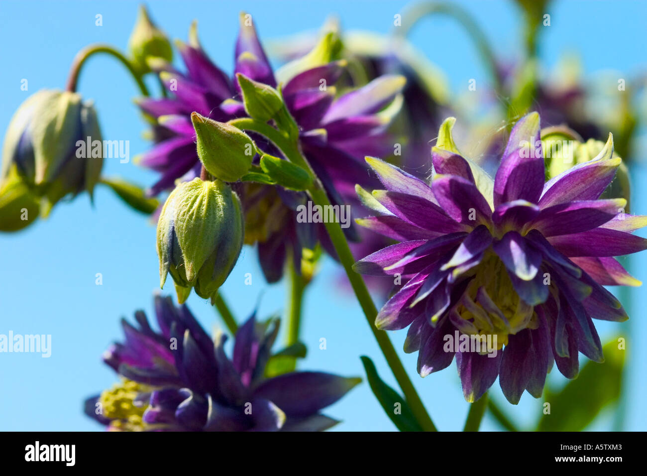 Close up of Aquilegia rununculaceae fleurs. Banque D'Images