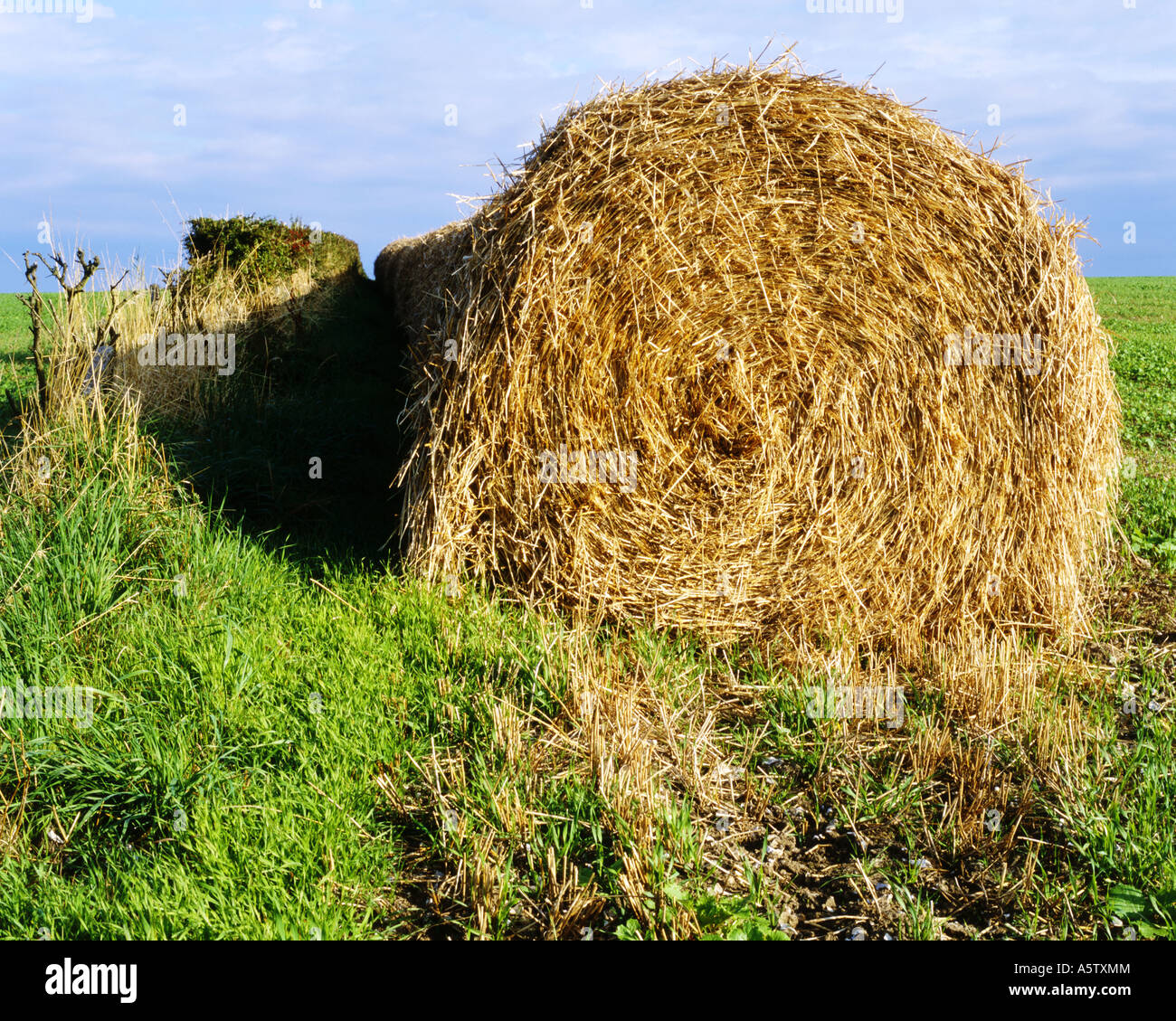 Grand circulaire d'or portant des ballots de foin dans les champs verts,West Sussex, Angleterre, Royaume-Uni Banque D'Images