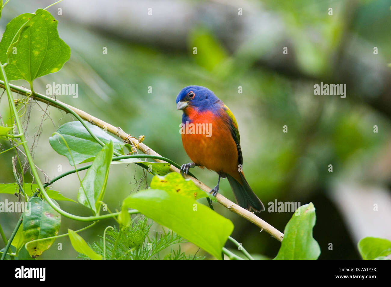 Passerina ciris Painted Bunting (tire-bouchon) Swamp Sanctuary EN FLORIDE Banque D'Images