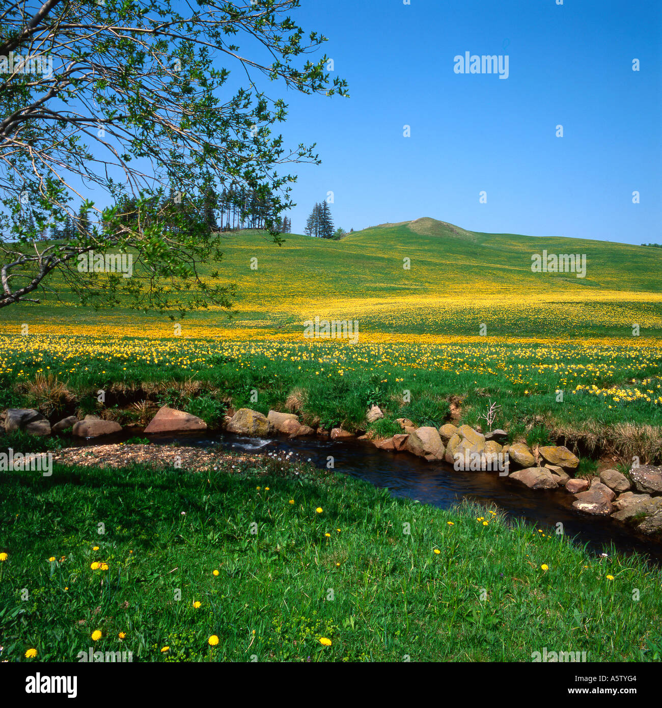 Daffodils (Narcissus pseudophonarcissus) dans un pré, Cezallier, Puy de Dome, Auvergne, France Banque D'Images
