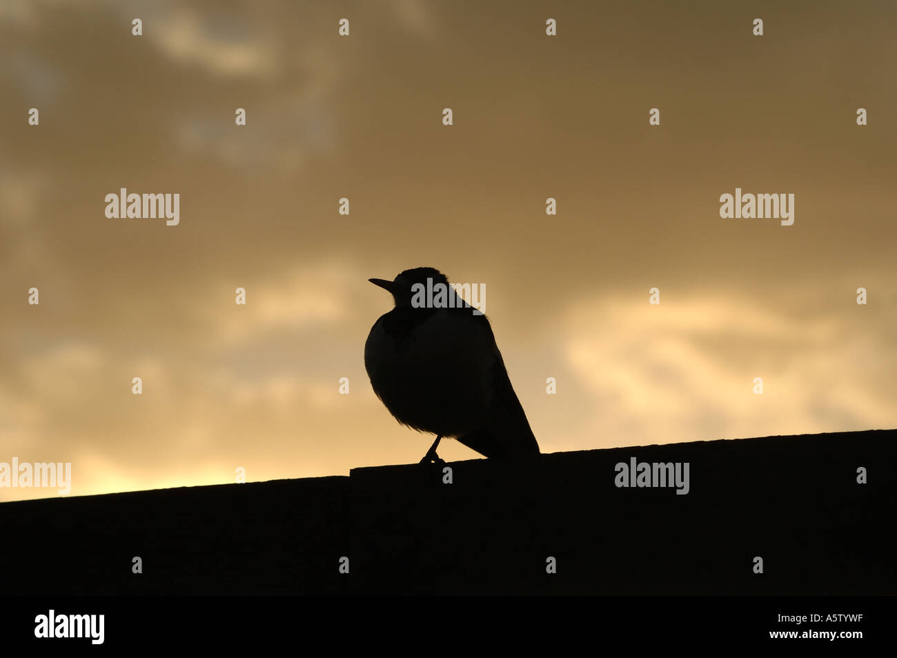 oiseau sur une clôture Banque D'Images