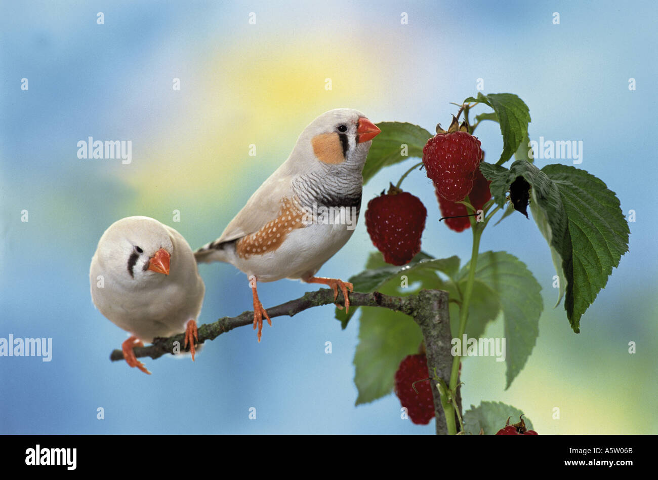 Zebra finch on twig à côté de framboises / Poephila guttata Banque D'Images