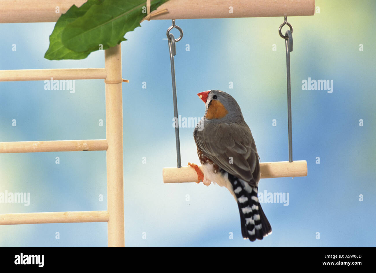 Diamant mandarin Poephila guttata sur swing / Banque D'Images