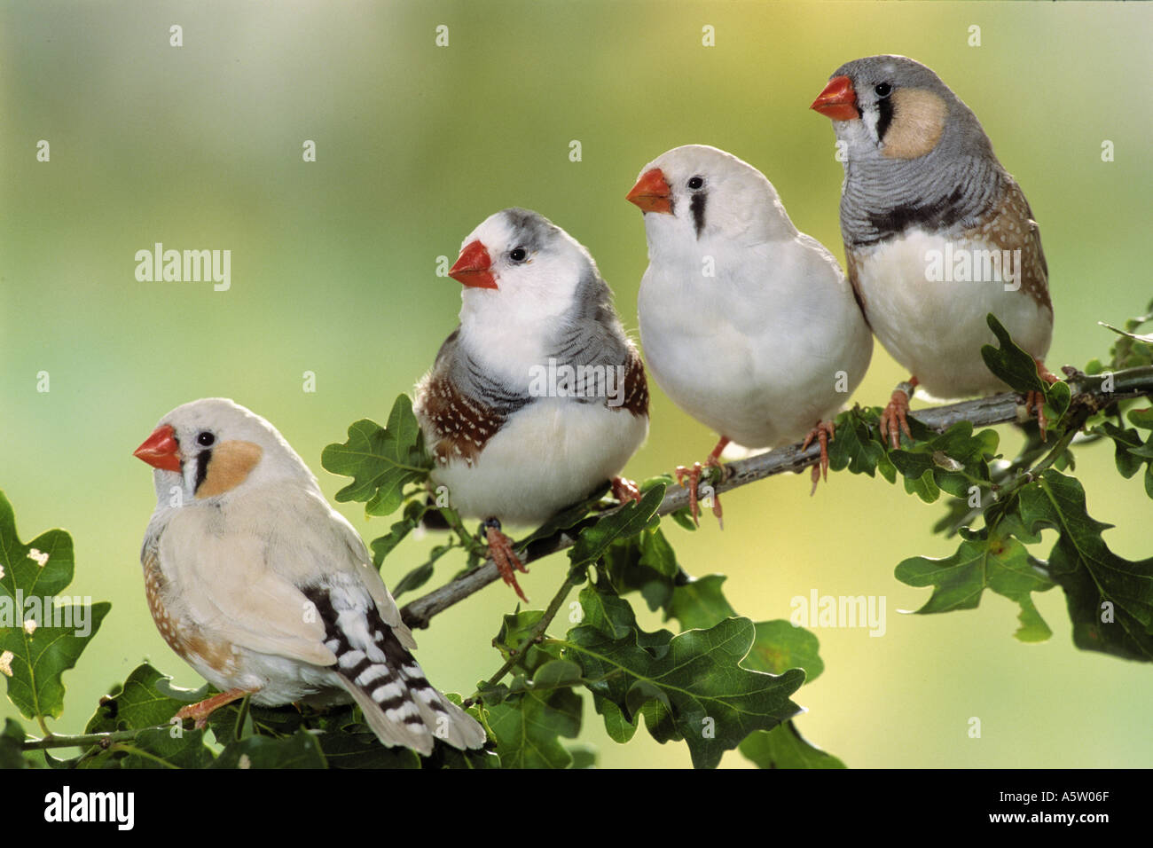 Diamants mandarins on twig / Poephila guttata Banque D'Images