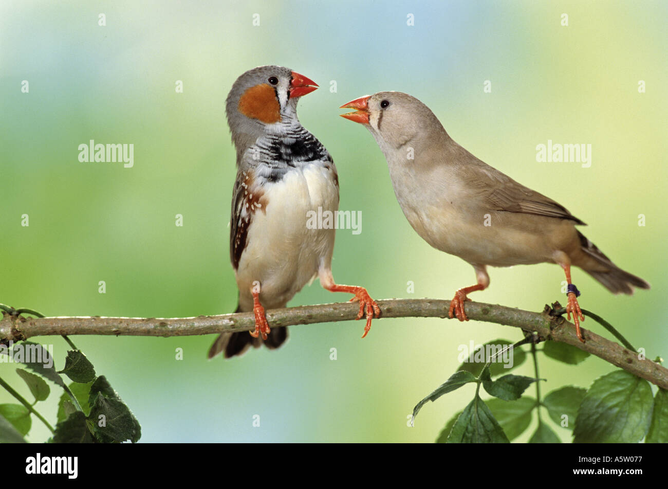 Finch zèbre (Taeniopygia guttata). Couple se querellant sur une brindille Banque D'Images