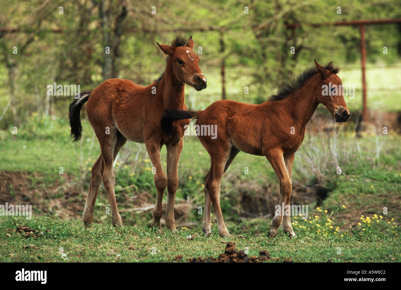 Deux chevaux de sang-chaud - poulains on meadow Banque D'Images