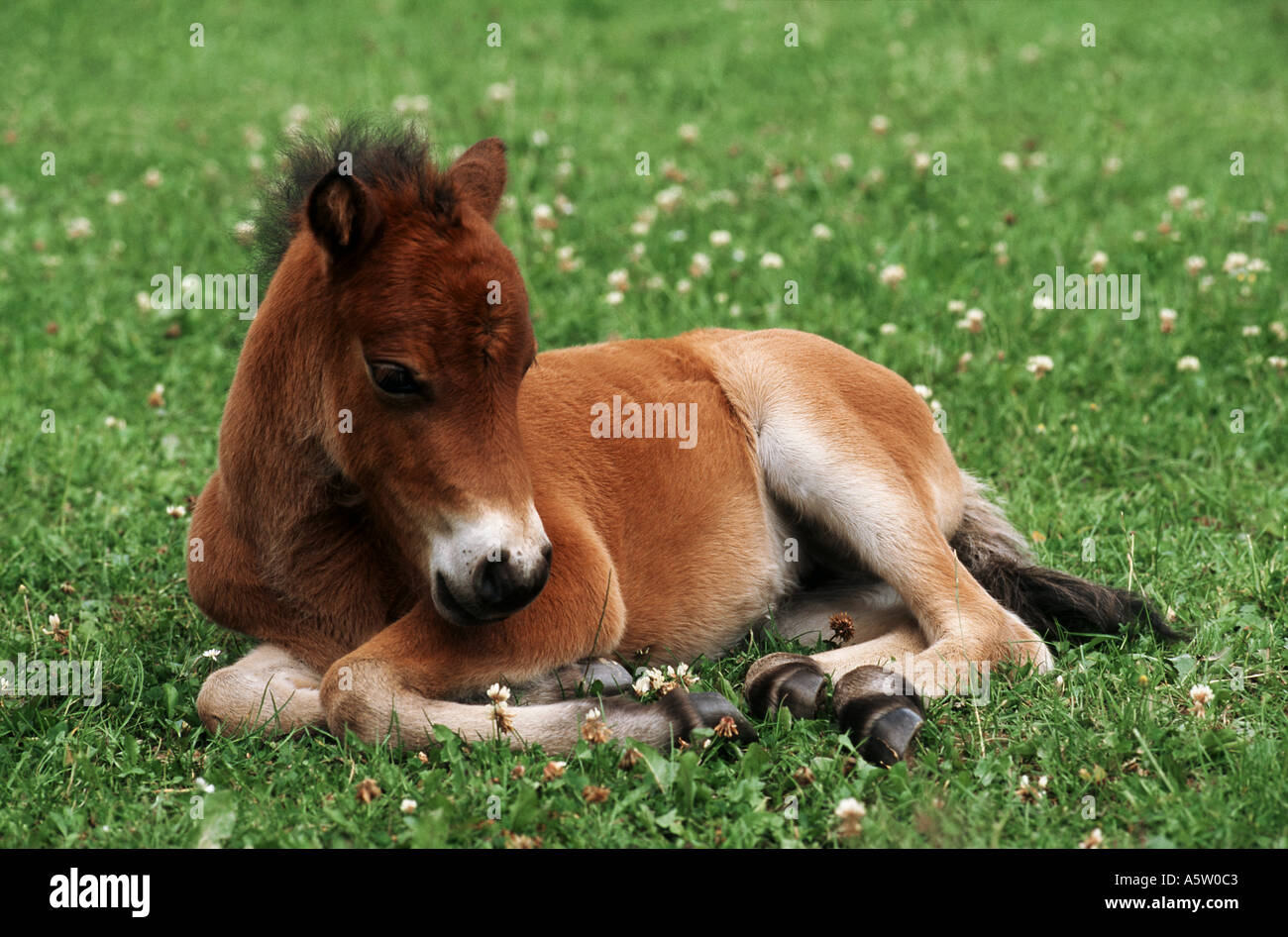 Shetlandpony - poulain couché sur meadow Banque D'Images