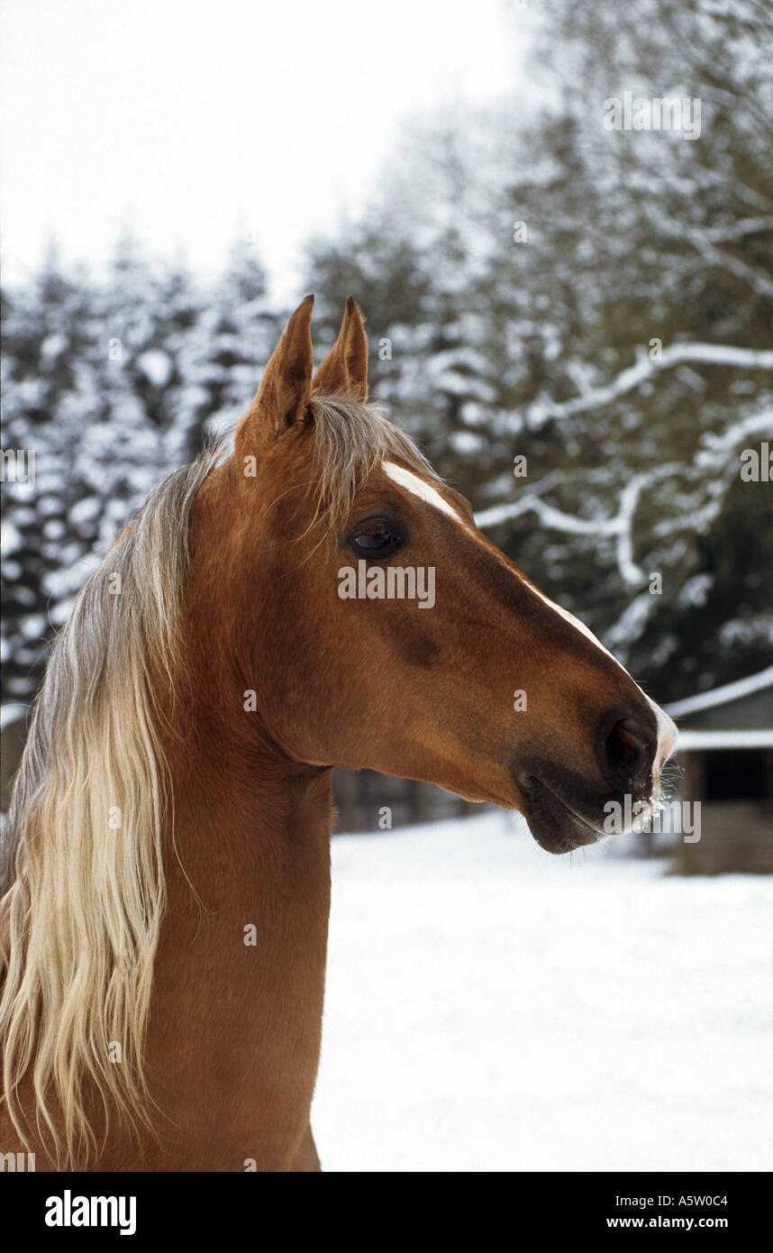 American Saddlebred - portrait - la neige Banque D'Images