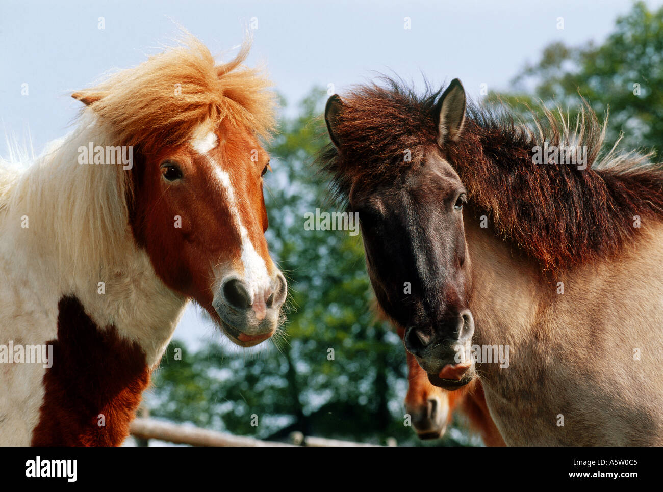 Deux chevaux Islandais - portrait Banque D'Images