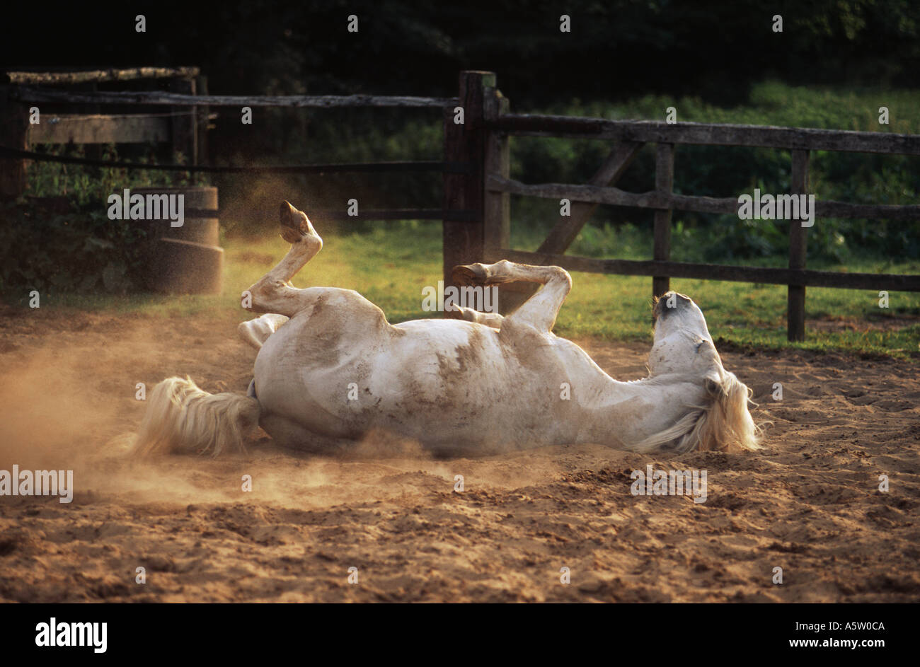 Cheval Camargue - matériel roulant dans le sable Banque D'Images