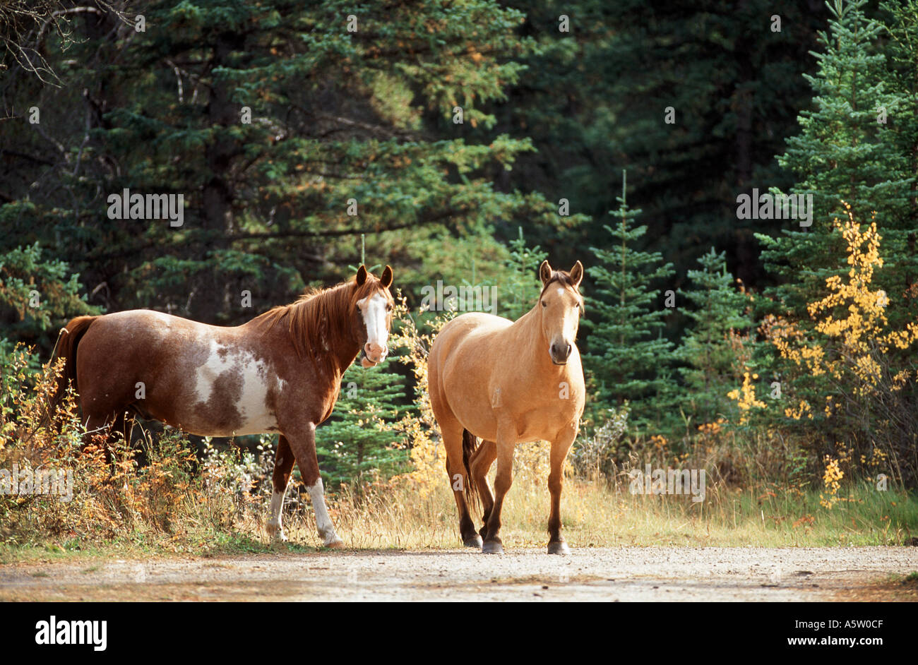 Deux poneys - randonnée pédestre Banque D'Images