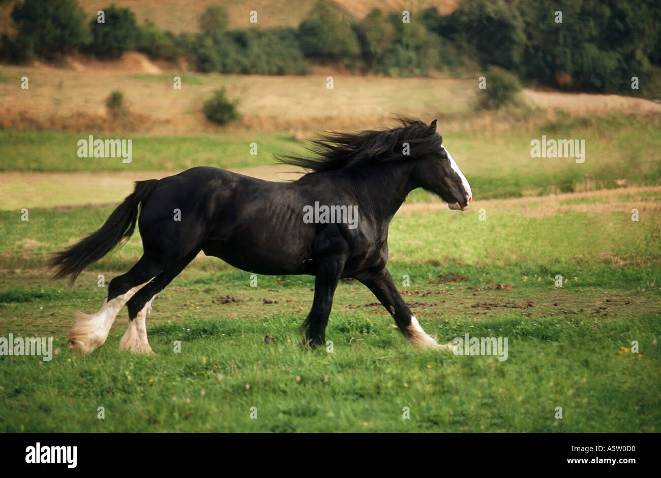Shire Horse - le galop on meadow Banque D'Images