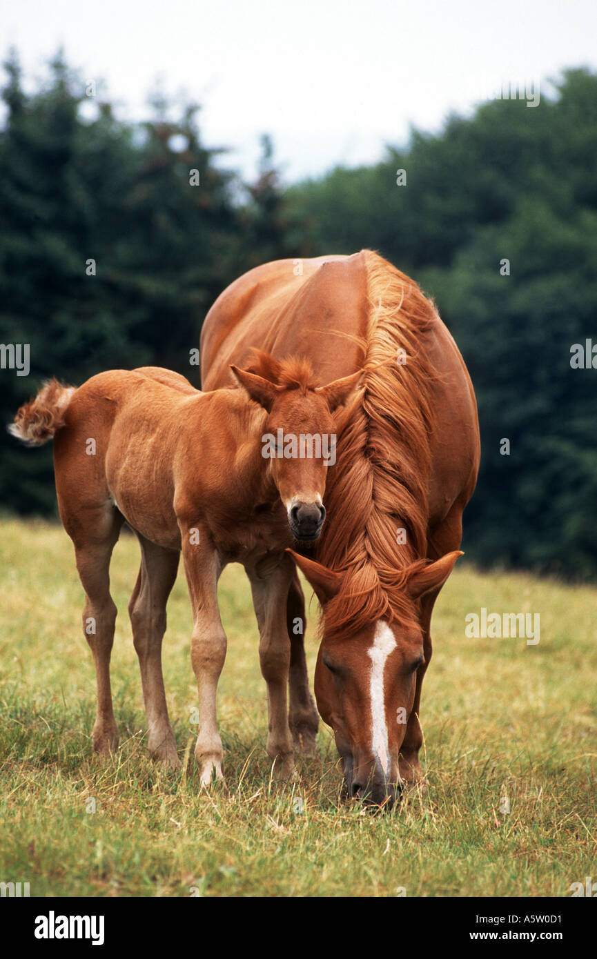 Pony - mare avec poulain on meadow Banque D'Images