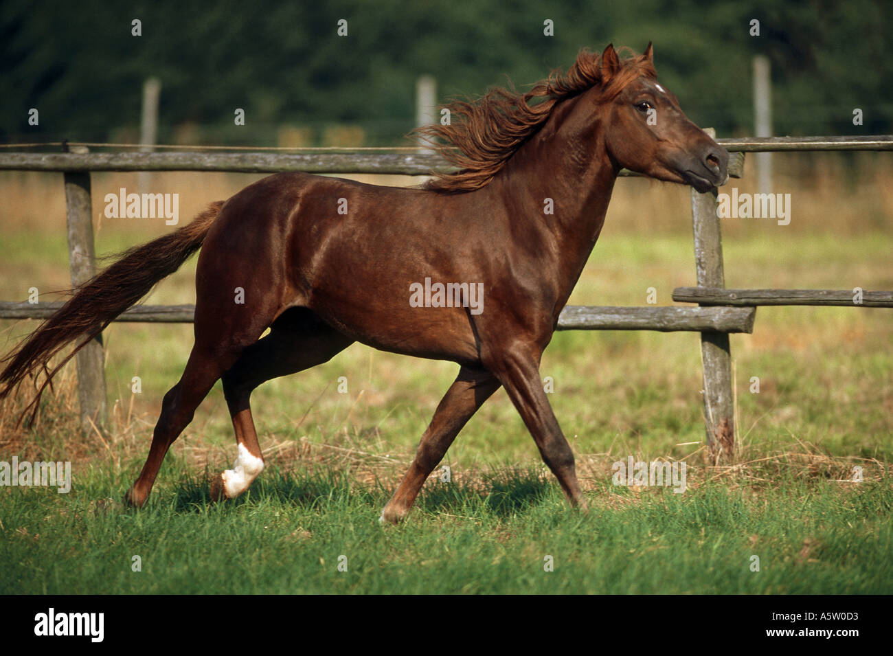 Welsh Pony - trotting on meadow Banque D'Images