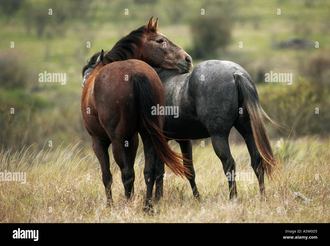 - Quarter Horse stallion et mare standind on meadow Banque D'Images