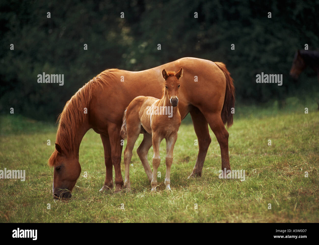 Mare - Quarter Horse poulain avec standing on meadow Banque D'Images