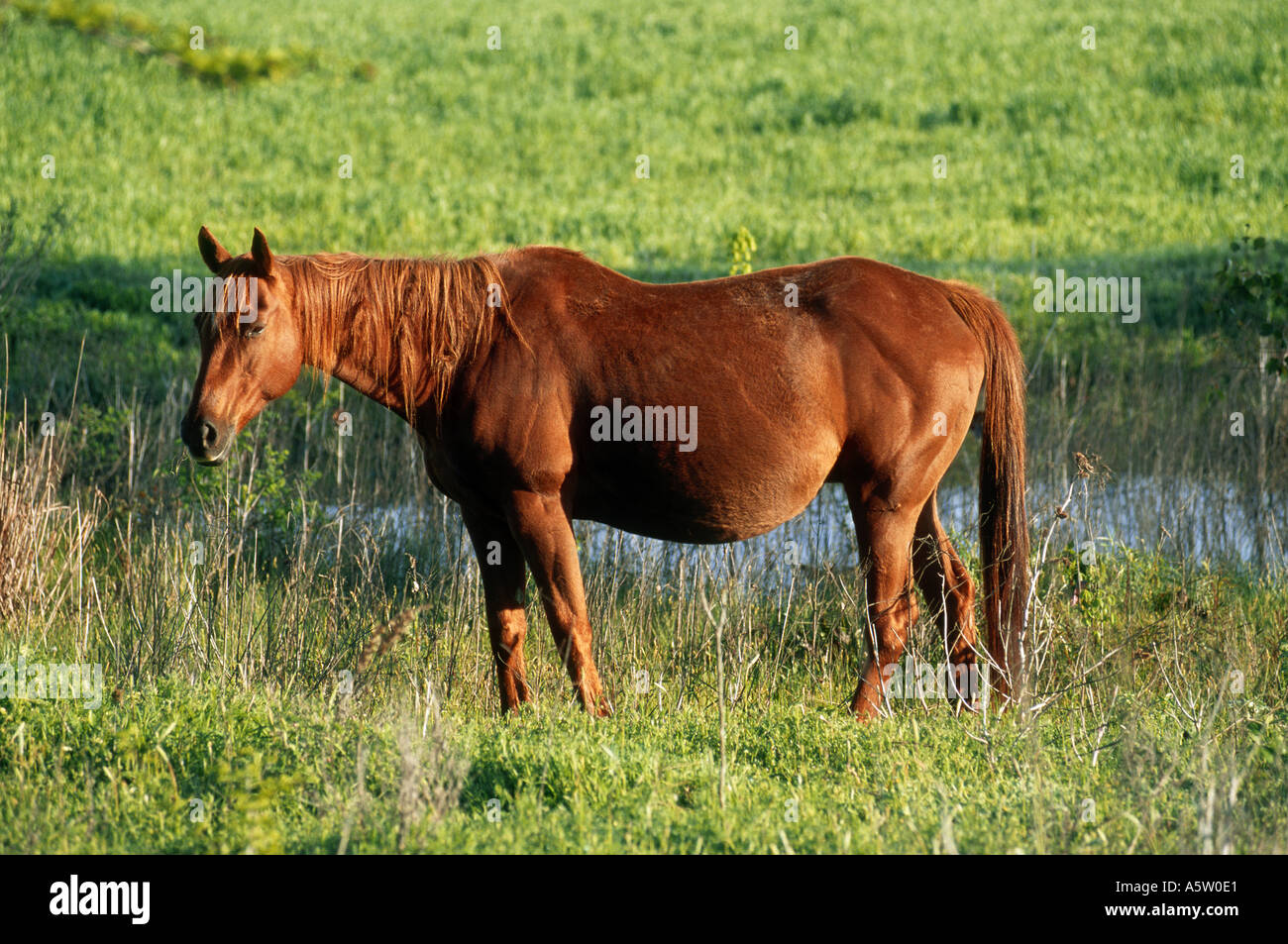 - Quarter Horse standing on meadow Banque D'Images