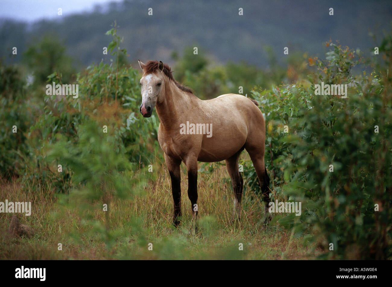 Australian Stock Horse - debout dans Banque D'Images