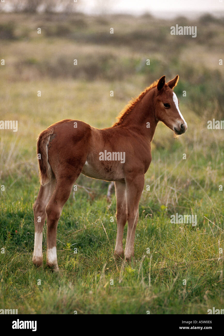 - Quarter Horse poulain standing on meadow Banque D'Images