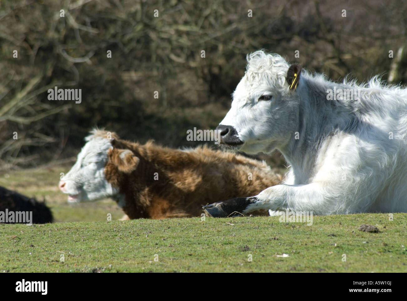 Nouvelle Forêt vaches assis dans sunshine Banque D'Images