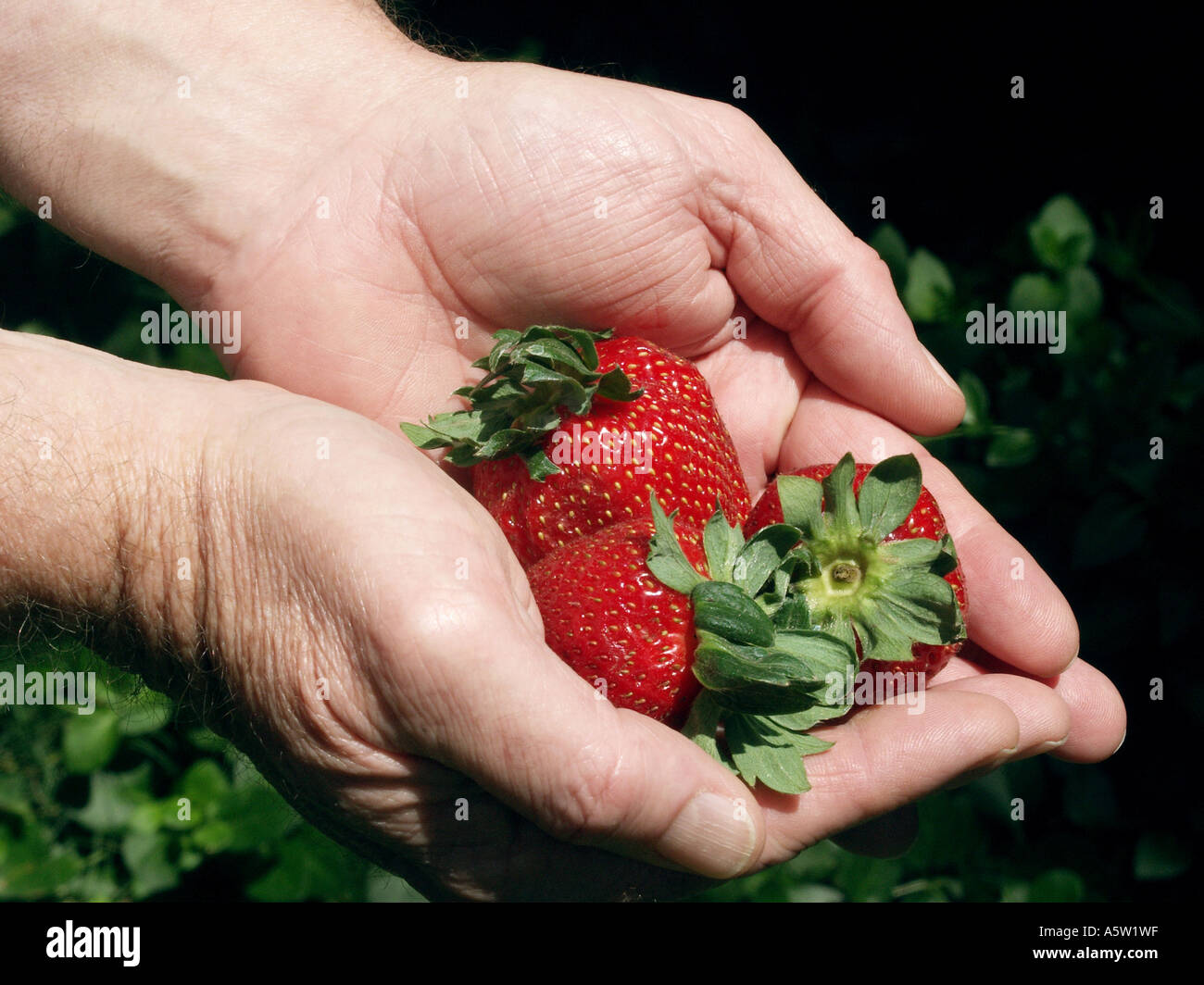 Les mains pleines avec des fraises mûres fraîches. Banque D'Images