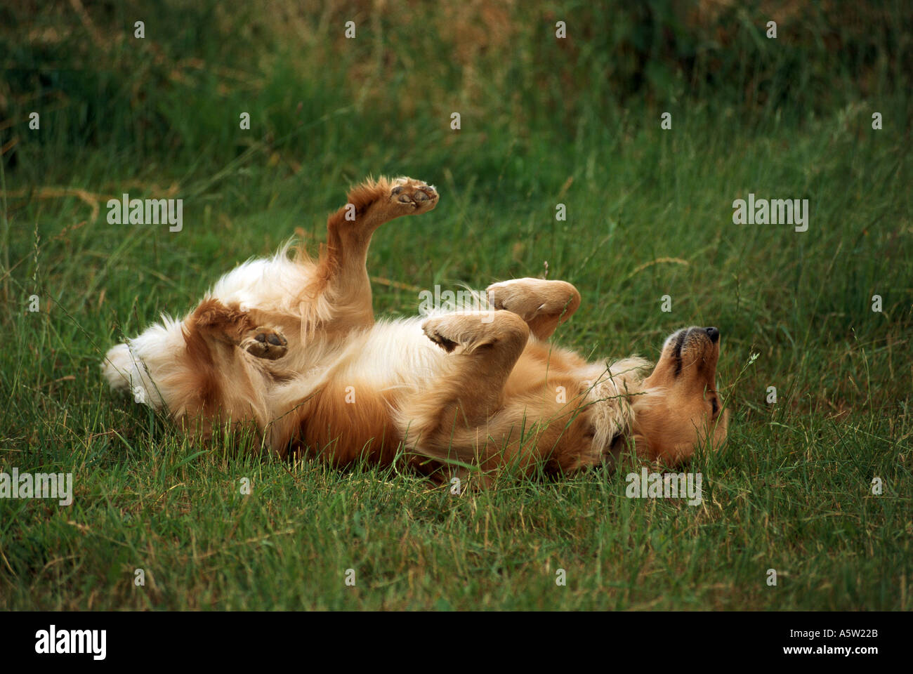 Golden Retriever - matériel roulant Banque D'Images