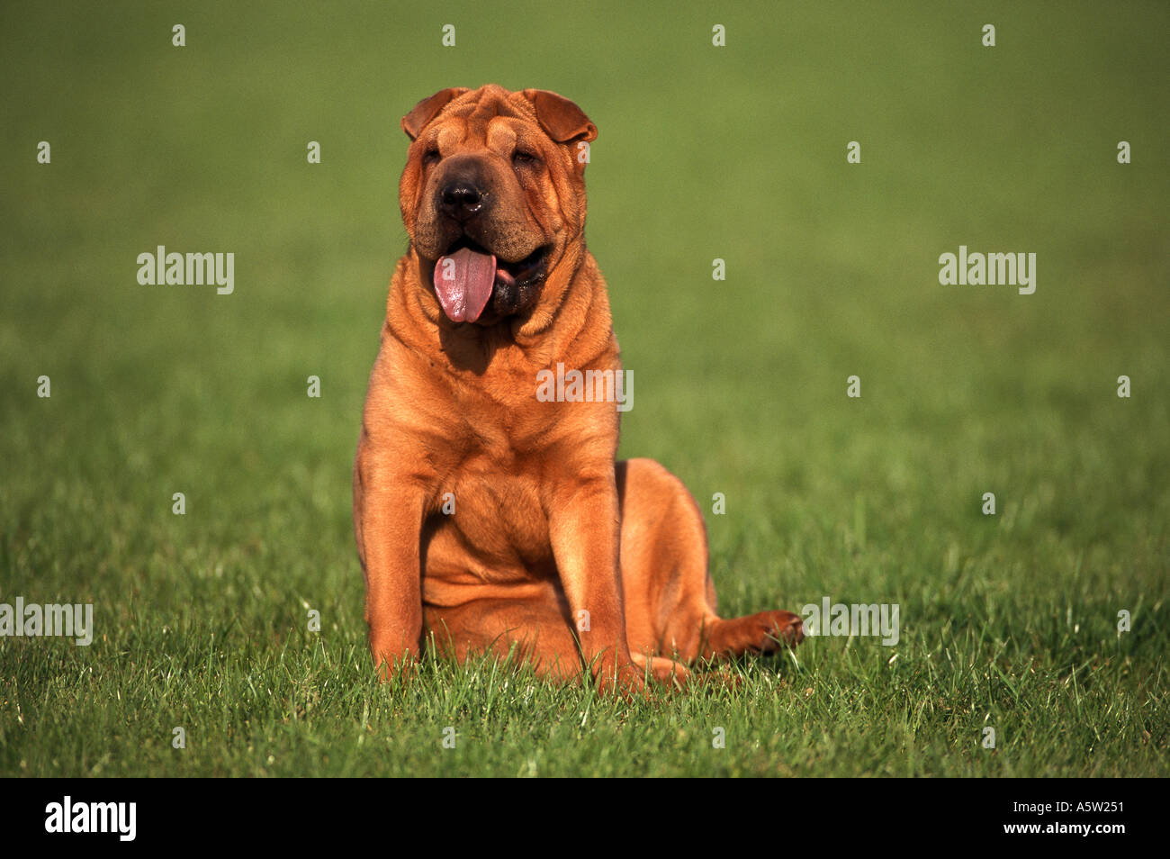 Shar Pei - sitting on meadow Banque D'Images