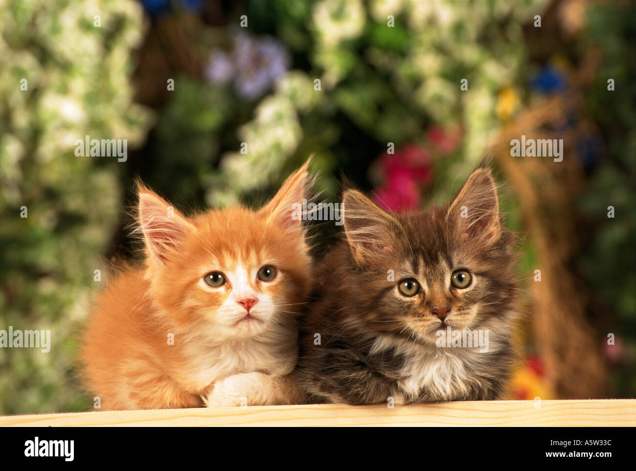 Deux chatons Maine Coon - couché - frontaux Banque D'Images