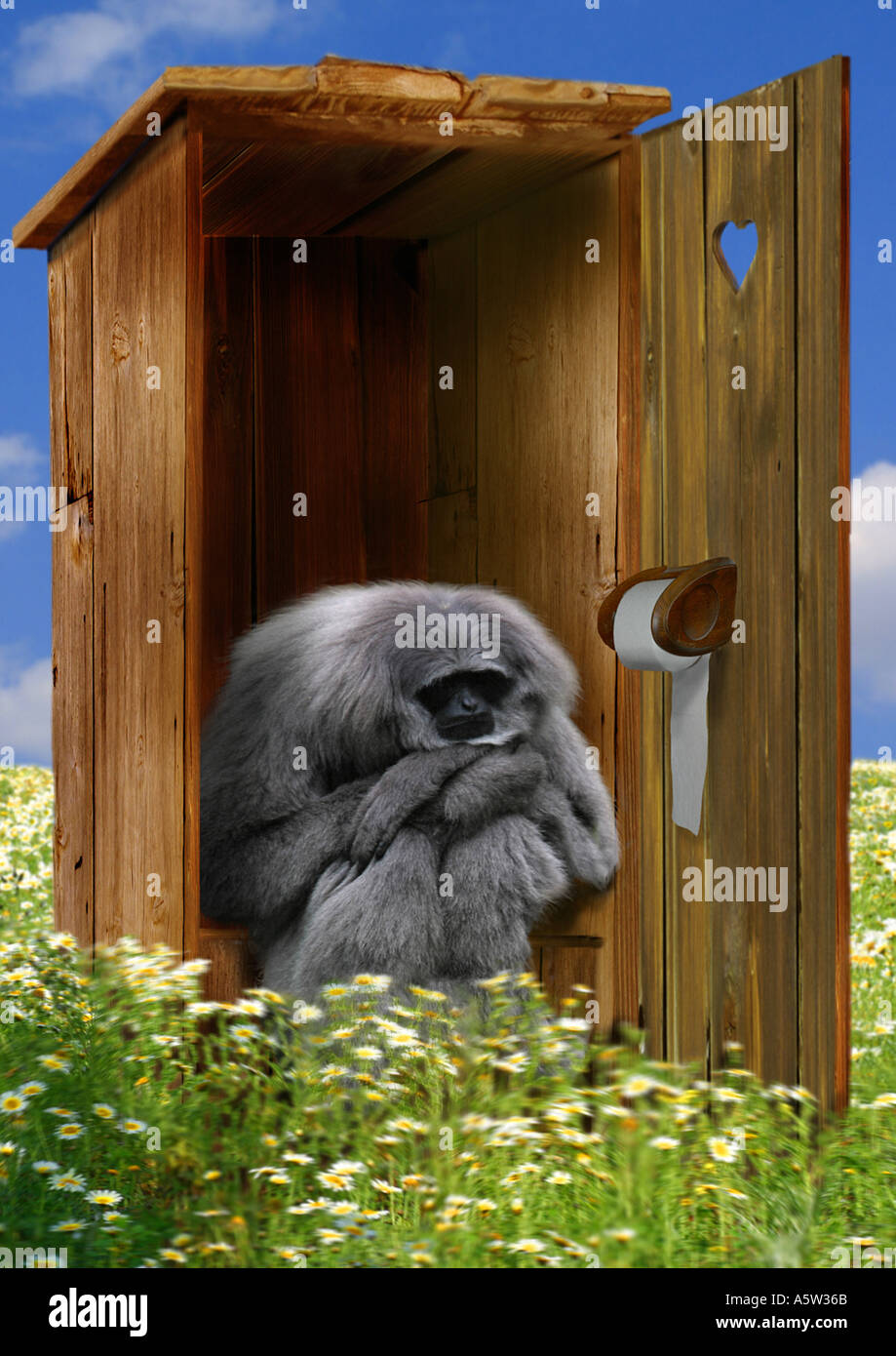- Singe assis sur les toilettes Banque D'Images