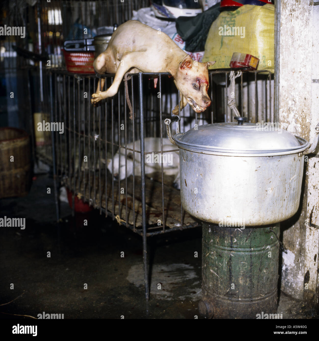 La peau fraîchement bouillie et chien en haut de la cage de chien,comme aliments dans Yangshuo,marche,de la province de Guangxi, Chine. Banque D'Images