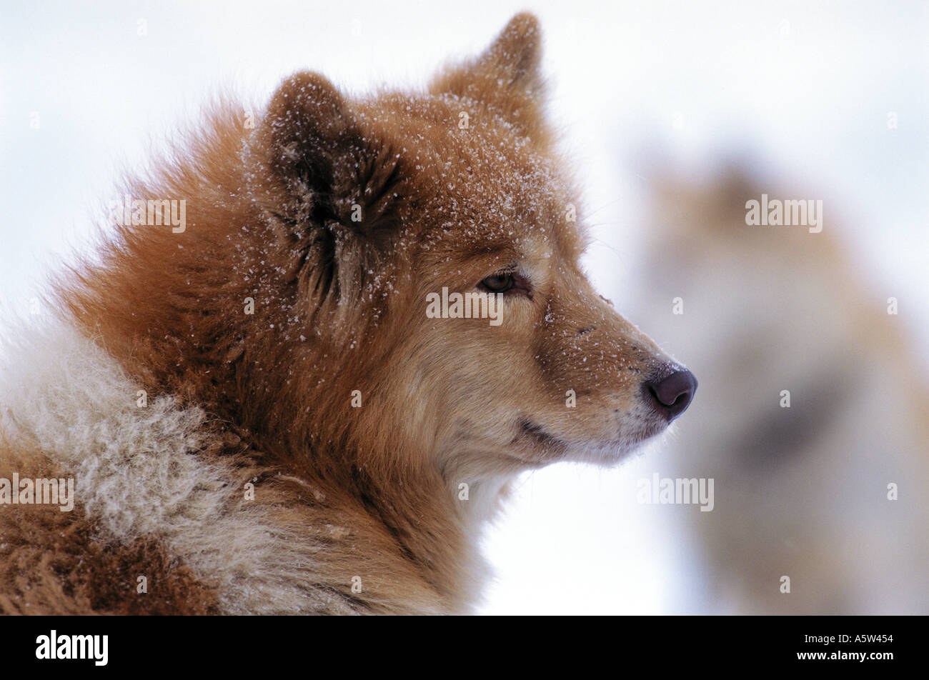 Malamute d'Alaska. Portrait d'adulte dans la neige Banque D'Images