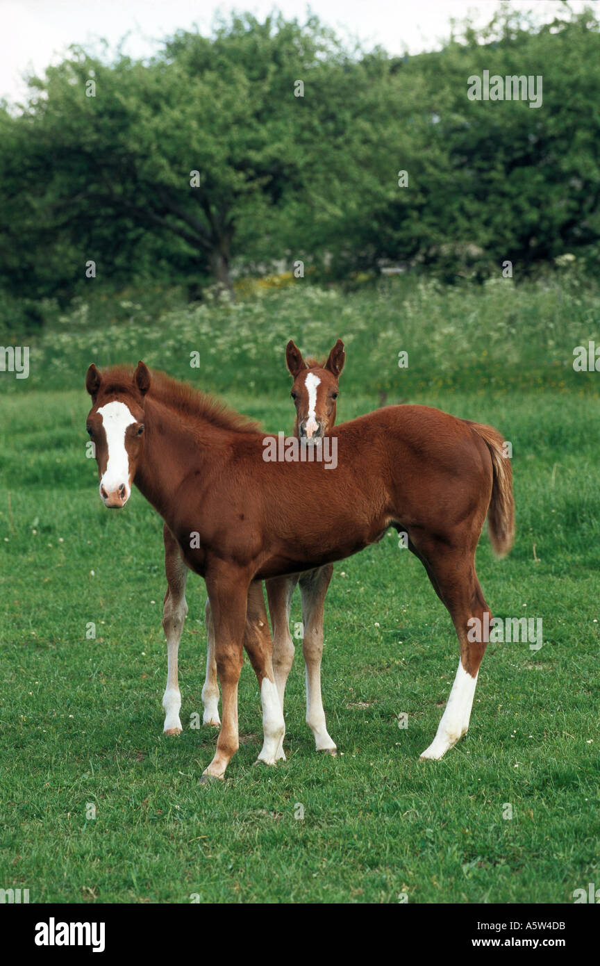 - Deux poulains Quarter Horse on meadow Banque D'Images