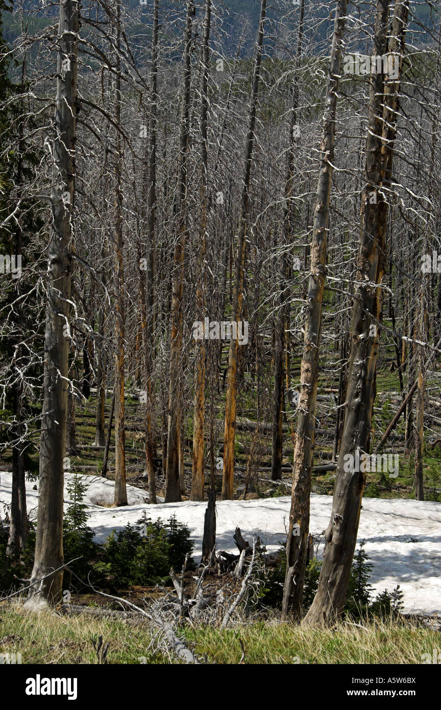 Forêt brûlée, le Mont Washburn, Yellowstone Banque D'Images