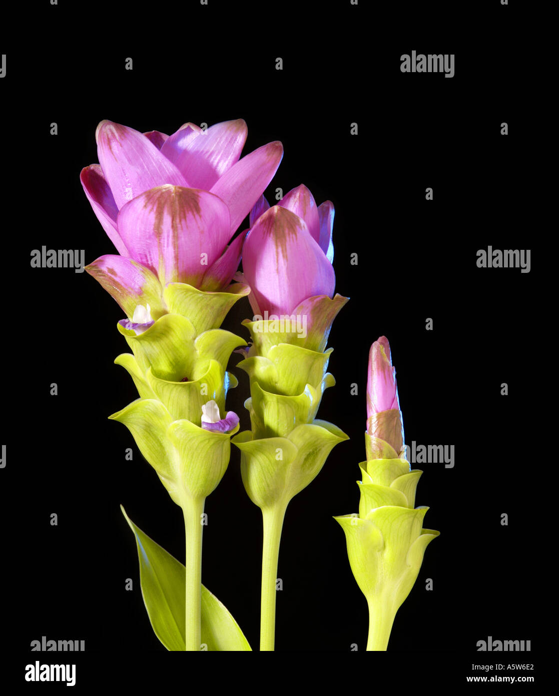 Usine de curcuma curcuma alismatifolia feuilles fleurs de tulipe de Thaïlande sur fond sombre noir Banque D'Images