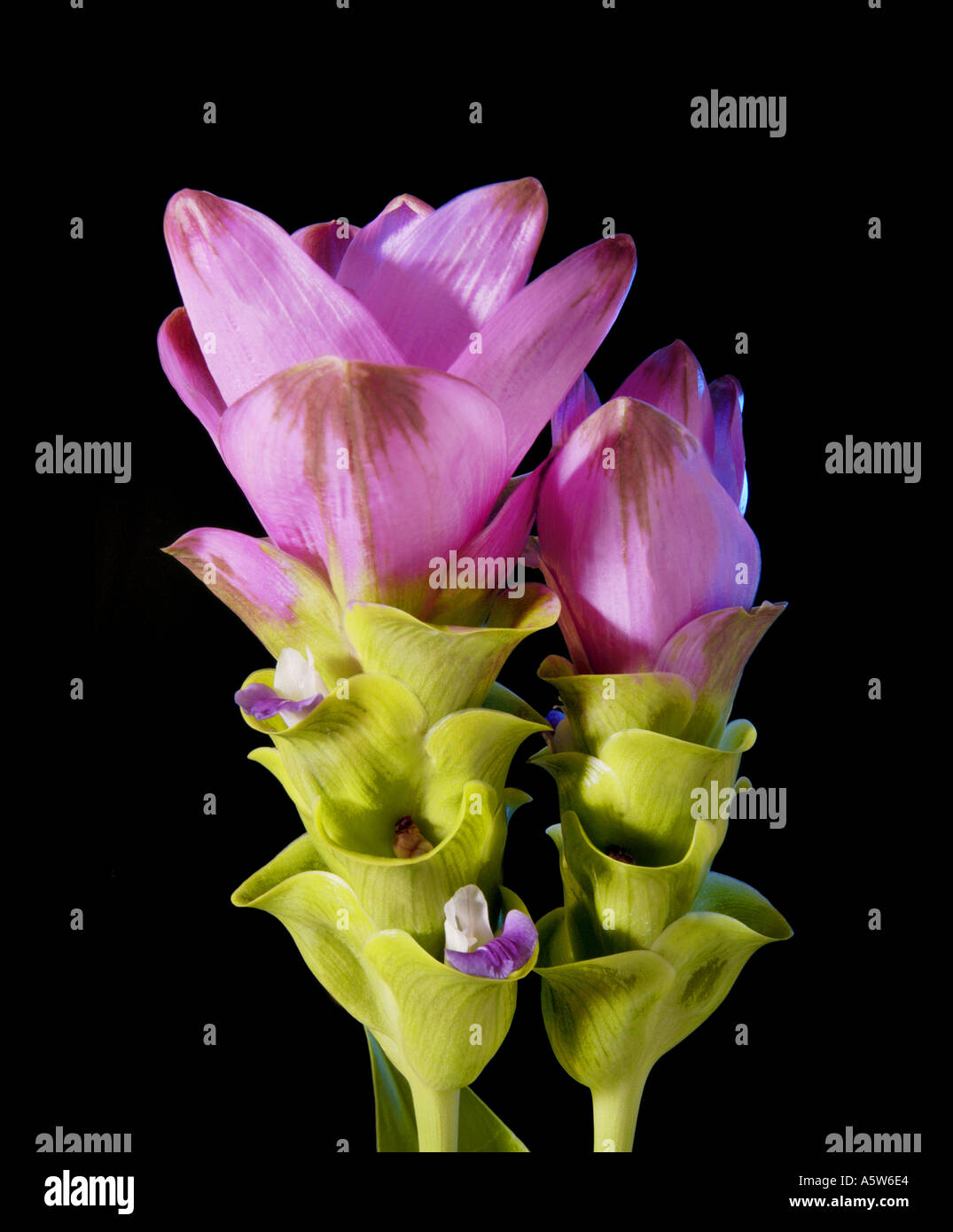 Usine de curcuma curcuma alismatifolia feuilles fleurs de tulipe de Thaïlande sur fond sombre noir Banque D'Images