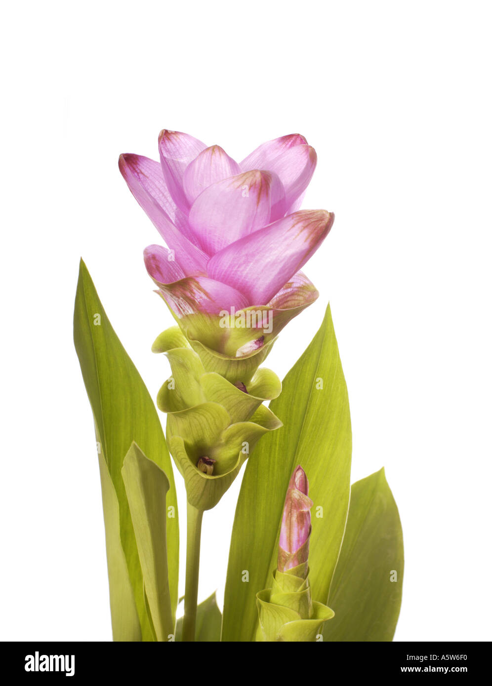 Usine de curcuma curcuma alismatifolia feuilles fleurs de tulipe de Thaïlande sur fond blanc dentelle Banque D'Images