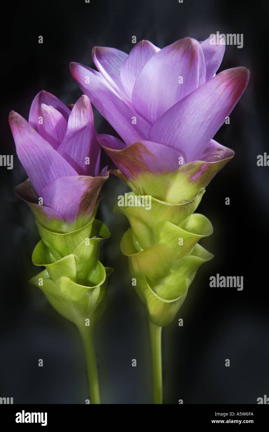 Usine de curcuma curcuma alismatifolia feuilles fleurs de tulipe de Thaïlande sur fond sombre noir deux 2 Banque D'Images